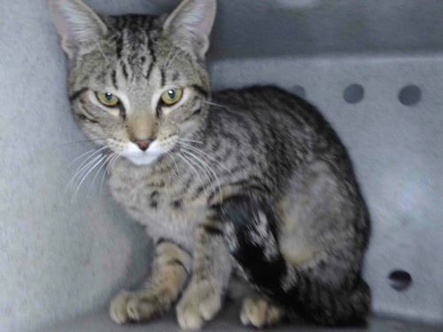 A5769002 - Domestic Short Hair available for adoption