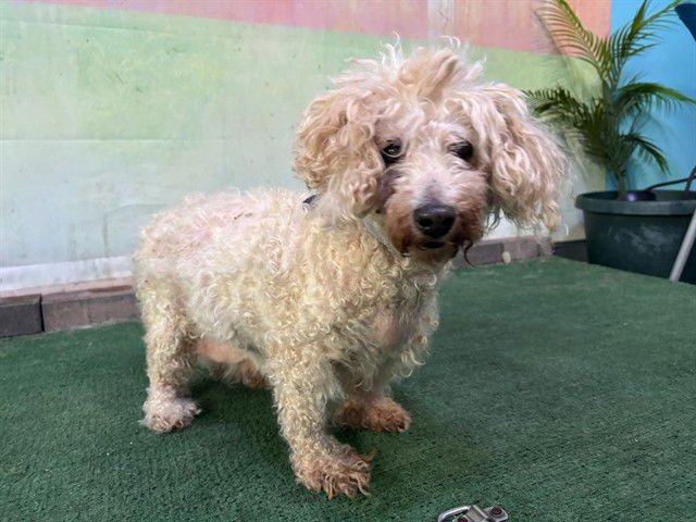 OLIVER - Poodle (Miniature) available for adoption