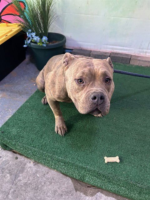 RHONDA - American Pit Bull Terrier available for adoption