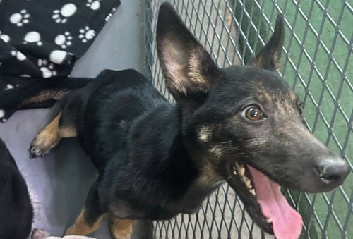 ABBA - German Shepherd Dog available for adoption