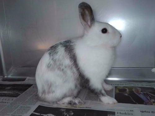 DIAMOND - Shorthaired Rabbit available for adoption