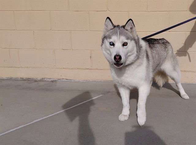 LUNA - Siberian Husky available for adoption