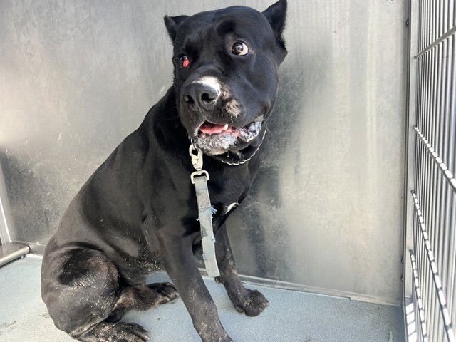 ROWDY - Cane Corso Mastiff available for adoption