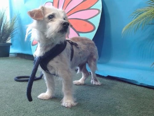 POQUITO - Terrier available for adoption