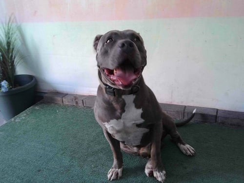 BLUE - Pit Bull Terrier available for adoption