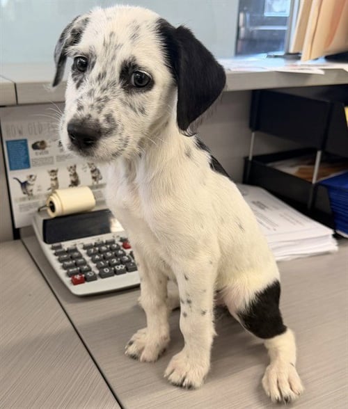 A5789229 - Dalmatian available for adoption