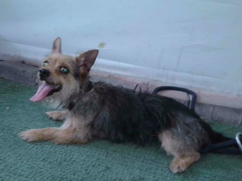 A5790152 - Yorkshire Terrier Yorkie available for adoption