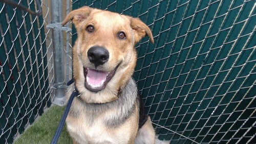 OTTER PUP - German Shepherd Dog available for adoption