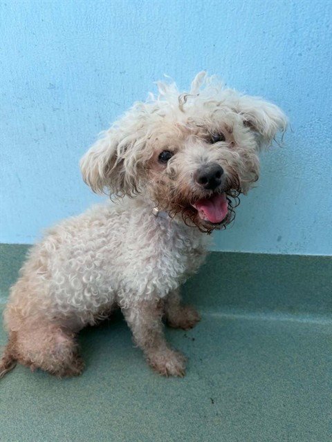 BELLA - Poodle (Miniature) available for adoption