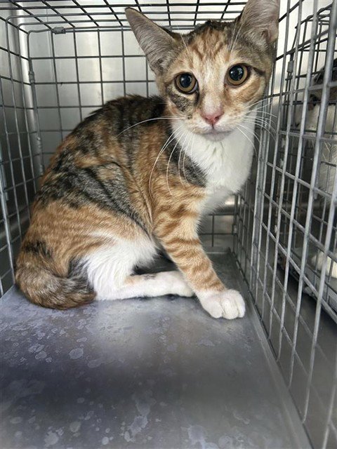 A5796131 - Domestic Short Hair available for adoption