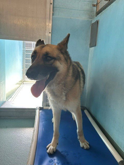 AXEL - German Shepherd Dog available for adoption