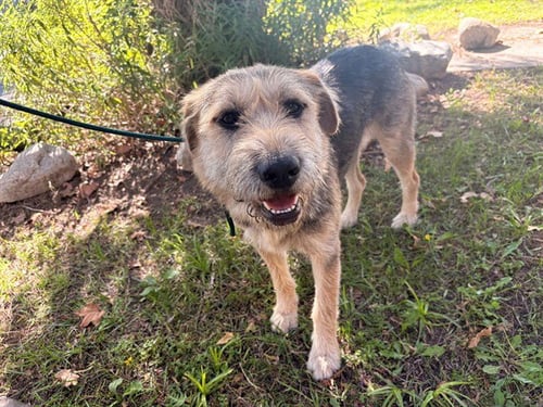 A5802984 - Airedale Terrier available for adoption