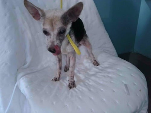 BELLA - Jack Russell Terrier (Parson Russell Terrier) available for adoption