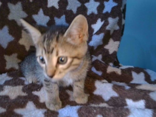 A5797126 - Domestic Short Hair available for adoption