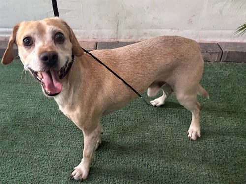 BENITO - Chihuahua / Cocker Spaniel available for adoption