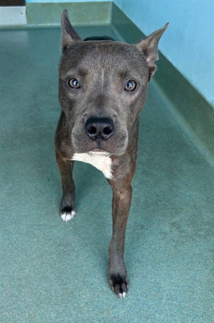 RAMONA - Pit Bull Terrier available for adoption