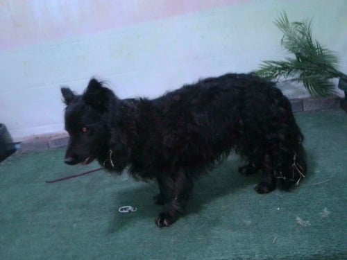 VAL - Flat-coated Retriever available for adoption