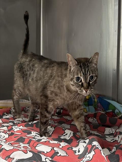 JULIA - Domestic Short Hair available for adoption