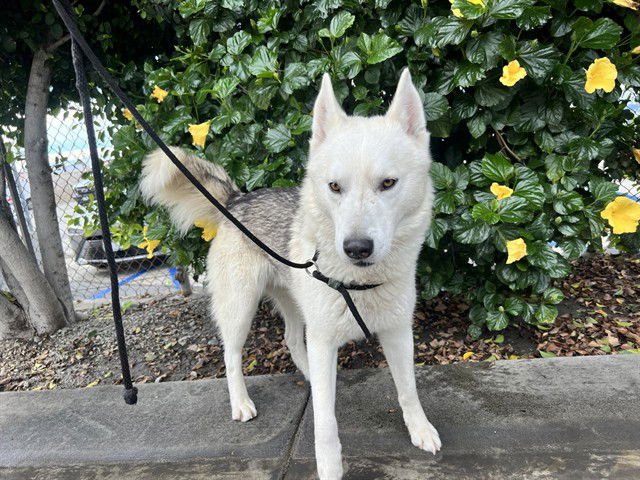 LITTLE NOVA - Siberian Husky available for adoption