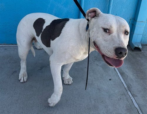 A5794231 - Pit Bull Terrier available for adoption