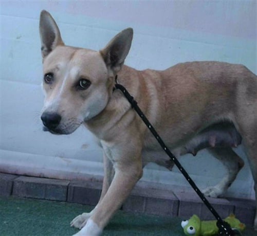 GINGER - German Shepherd Dog available for adoption