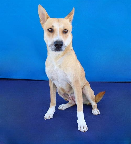 GINGER - Carolina Dog available for adoption