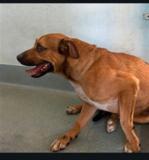 TJ - German Shepherd Dog available for adoption
