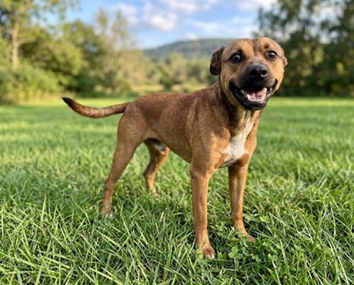 TJ - German Shepherd Dog available for adoption