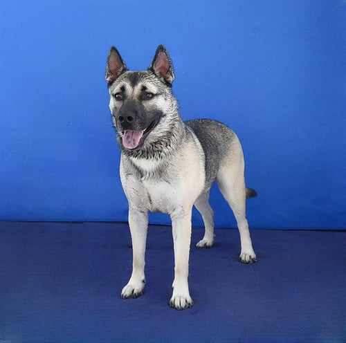 AXEL - German Shepherd Dog / Siberian Husky available for adoption