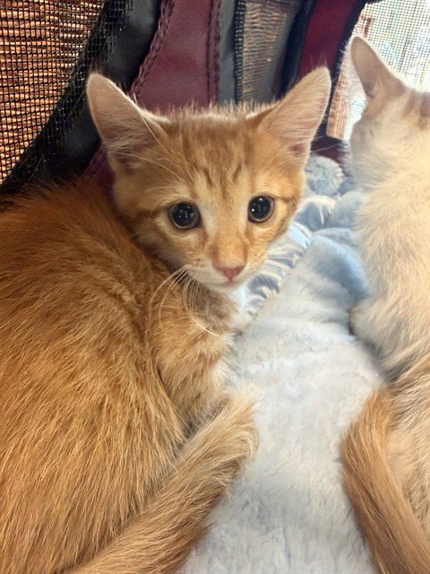A5798528 - Domestic Short Hair available for adoption