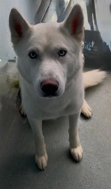 ZACATE - Siberian Husky available for adoption