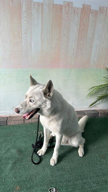 ZACATE - Siberian Husky available for adoption