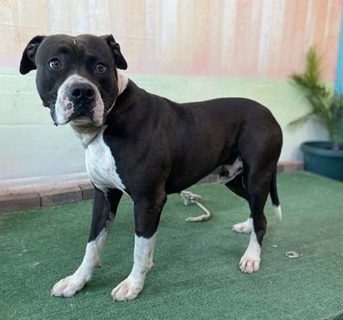 BARLEY - American Staffordshire Terrier available for adoption