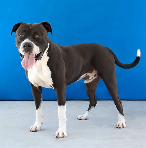 BARLEY - American Staffordshire Terrier available for adoption