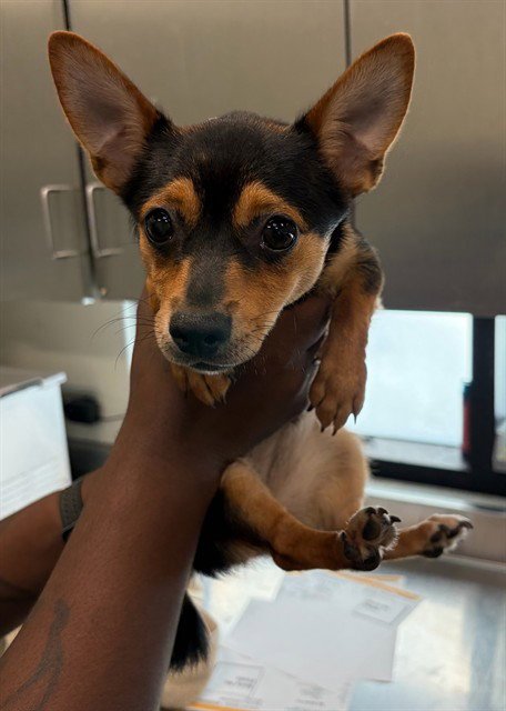 A5806648 - Chihuahua available for adoption