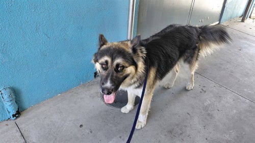 A5799982 - German Shepherd Dog available for adoption