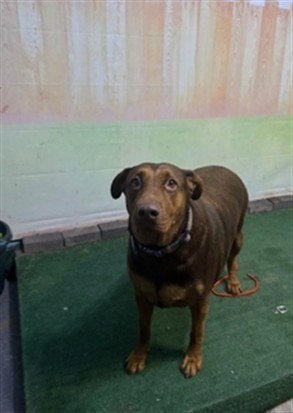 BARBARELLA - Doberman Pinscher available for adoption