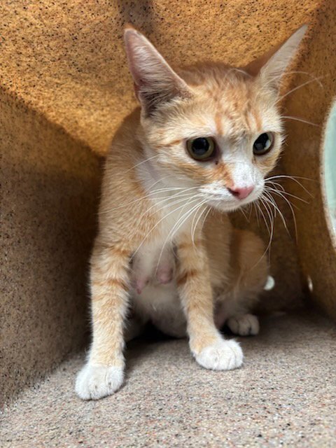 A5791743 - Domestic Short Hair available for adoption