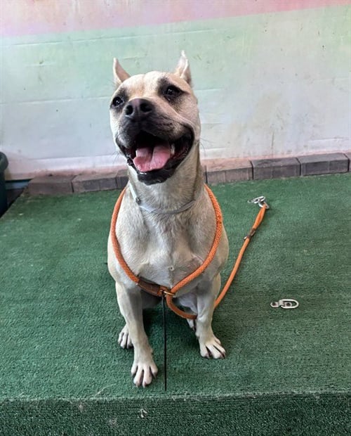 BABY - Pug / French Bulldog available for adoption