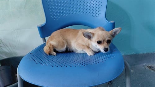 DAISY - Chihuahua available for adoption