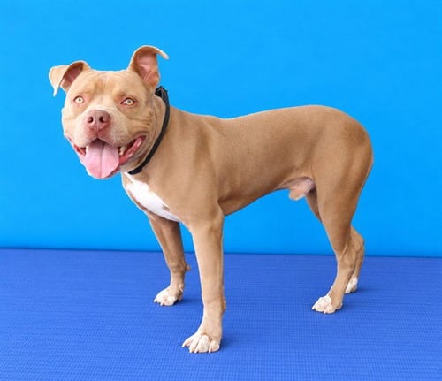 WOMBAT - Pit Bull Terrier available for adoption