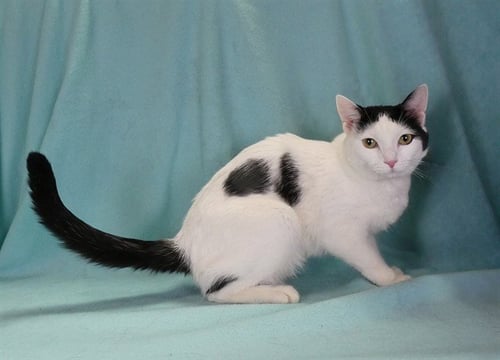 JIJI - Domestic Short Hair available for adoption