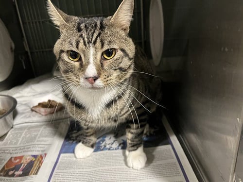ROBBIE - Domestic Short Hair available for adoption