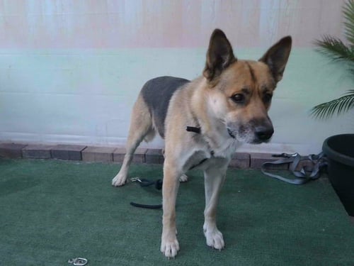 ROCKY - German Shepherd Dog available for adoption