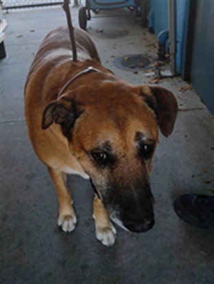 BULLWINKLE - Boxer available for adoption