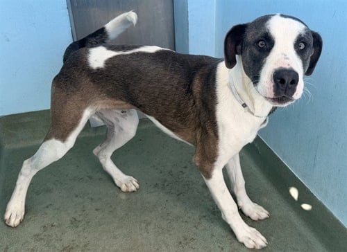 CURLY - Pit Bull Terrier available for adoption