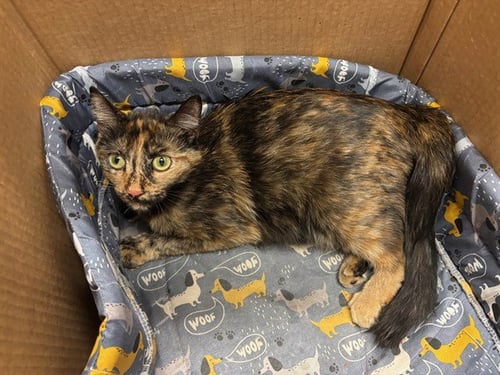 A5792641 - Domestic Short Hair available for adoption