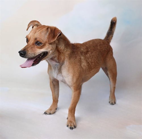 TOM - Chihuahua / Terrier available for adoption