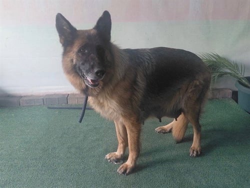 LILI VOM WONG - German Shepherd Dog available for adoption
