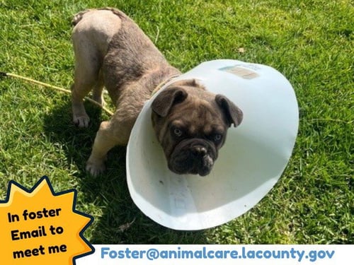 VITO - French Bulldog available for adoption